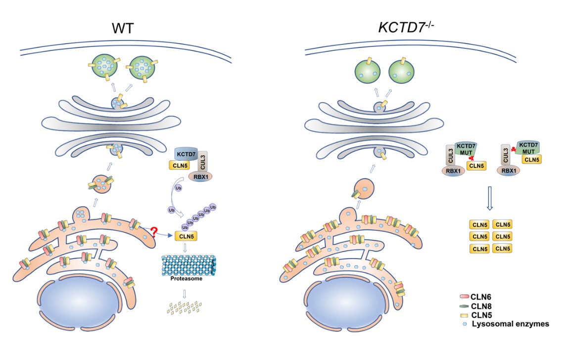 王红艳 王陈继团队合作研究揭示神经元脂褐质沉积症中KCTD7突变致病新机制
